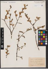 Salix aurita L. x Salix silesiaca Willd.